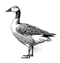 Engraving Goose On White