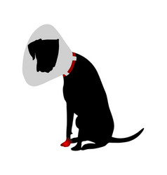 Dog With Elizabethan Collar And Pain In Paw