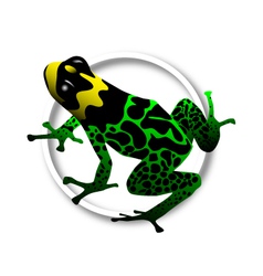 Dart Frog