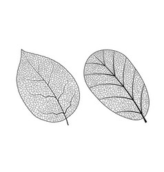 Leaf Vein Texture Isolated Transparent