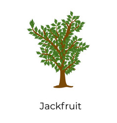 Jackfruit Tree