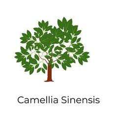 Camellia Sinensis