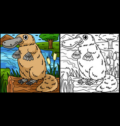 Platypus Coloring Page Colored