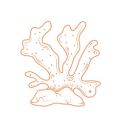 Coral Icon