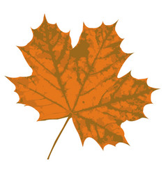 Orange Maple Leaf On A White Background Isolated