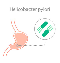 Helicobacter Pylori Bacteria