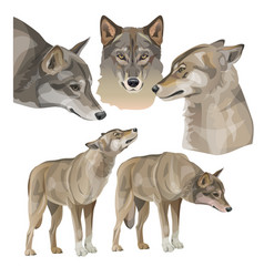 Set Gray Wolves