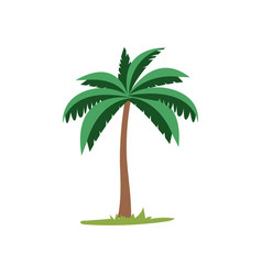 Coconut Palm Tree