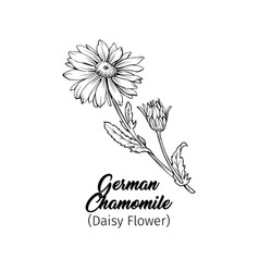 German Chamomile Black Ink Sketch