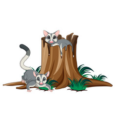 Two Sugar Gliders In The Park