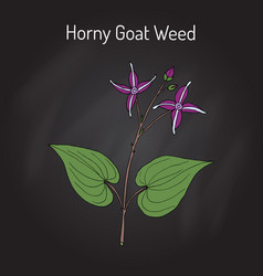 Horny Goat Weed Epimedium Sagittarius Medicinal