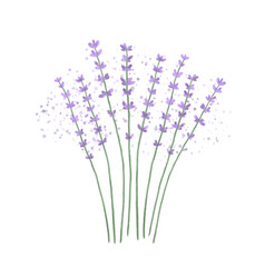 Lavender Bouquet Isolated On A White Background