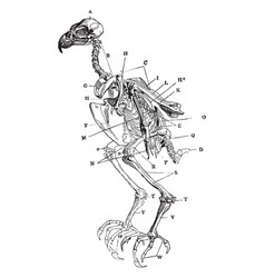 Skeleton Of A Sparrowhawk Vintage