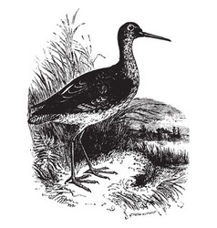 Spotted Redshank Vintage