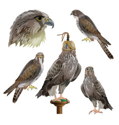 Falconry Set