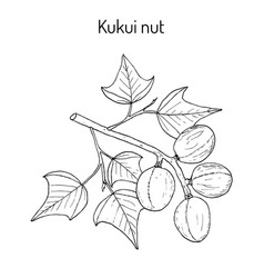 Kukui Nut Medicinal Plant