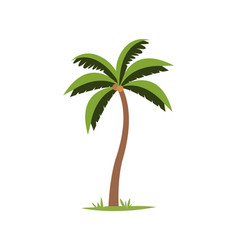 Cartoon Coconut Palm Tree