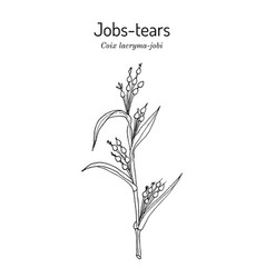 Jobs Tears Or Adlay Millet Coix Lacryma-jobi