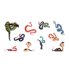 Snakes Poison Reptiles Collection Cartoon Wild