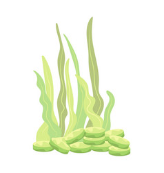 Spirulina Capsules Icon