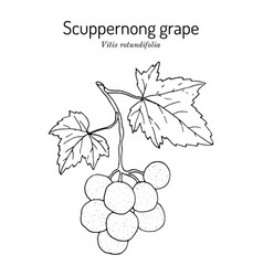 Scuppernong Grape Vitis Rotundifolia Branch