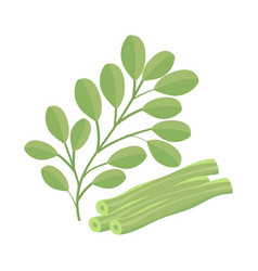 Leaves Moringa Icon