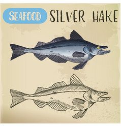 Silver Hake Or New England Fish Sketch