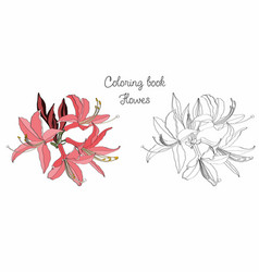 Rhididendron Flower Coloring Book Page