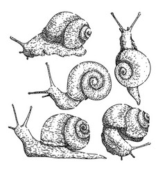 Snail Set Sketch Hand Drawn