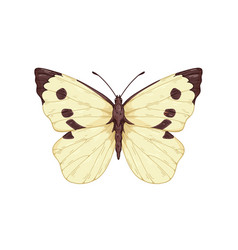 Cabbage Butterfly Moth Species Drawn In Retro