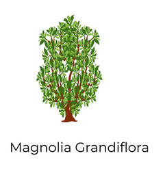 Magnolia Grandiflora