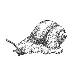 Object Snail Sketch Hand Drawn