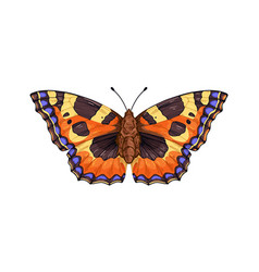 Aglais Urticae Butterfly Moth Species In Vintage