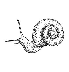 Slug Snail Sketch Hand Drawn