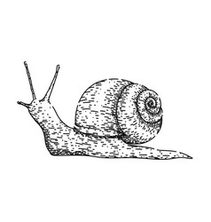 Slow Snail Sketch Hand Drawn