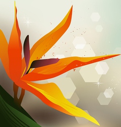 Floral Background Strelitzia - Desktop Wallpaper