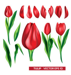 Set Of Red Tulip Parts With Leaf For Festival