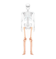 Skeleton Thighs And Legs Lower Limb Human Front