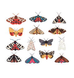 Collection Of Garden Tiger Moths Arctiidae Family