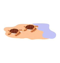 Juvenile Sea Turtles On The Beach