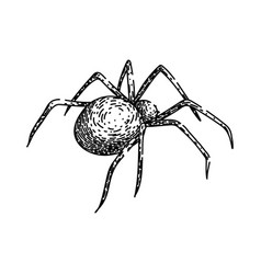 Halloween Spider Sketch Hand Drawn