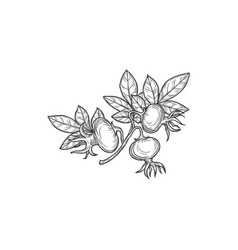 Briar Berries Rosehip Isolated Hand Drawn Sketch