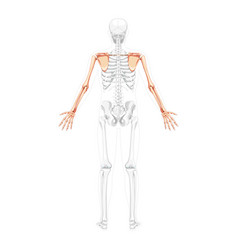 Skeleton Upper Limb Arms With Shoulder Girdle