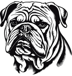 English Bulldog Dog Face