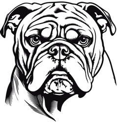 English Bulldog Head