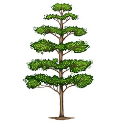 A Terminalia Ivorensis Tree