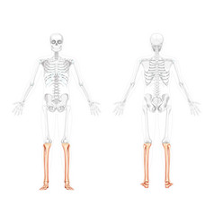 Skeleton Leg Tibia Fibula Human Front Back Side