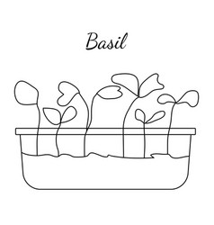 Hand Drawn Basil Micro Greens