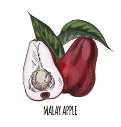 Malay Apple Full Color Realistic Hand Drawn