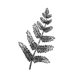 Fern Plant Tropical Leaf Sketch Hand Drawn